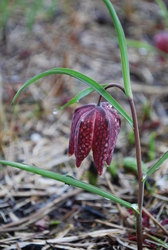 močvirski tulipan