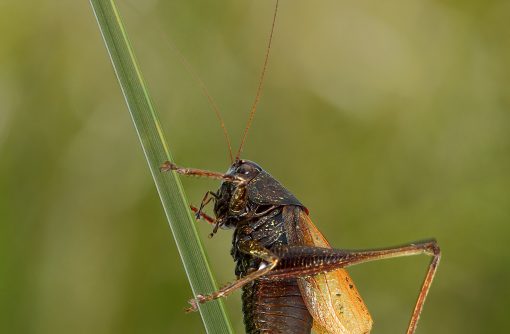 Mokrotni travniki Ljubljanskega barja predstavljajo še enega zadnjih habitatov temne šaševke (Zeuneriana marmorata) na svetu. Foto: Davorin Tome