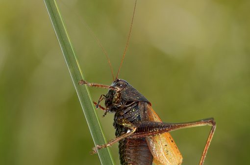 Mokrotni travniki Ljubljanskega barja predstavljajo še enega zadnjih habitatov temne šaševke (Zeuneriana marmorata) na svetu. Foto: Davorin Tome