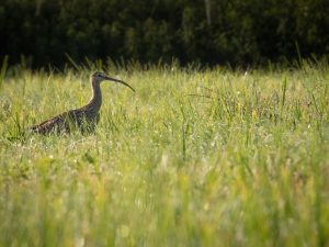 Veliki škurh je veliko časa preživel na pokošenih travnikih, kjer je iskal hrano. Foto: Janez Tarman