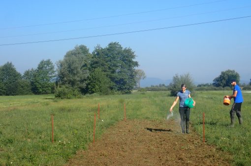 Med semena smo pomešali mivko kremenčevega peska. Foto: Arhiv KPLB