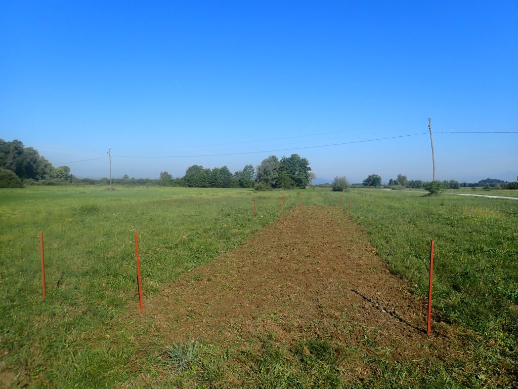 Poskus setve modre stožke- Foto: Arhiv KPLB