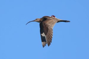 Z GPS oddajniki do učinkovitejšega varstva velikega škurha . Foto: Davorin Tome