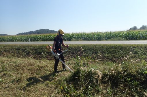 Obkošnja mejic z motorno koso. Arhiv KPLB