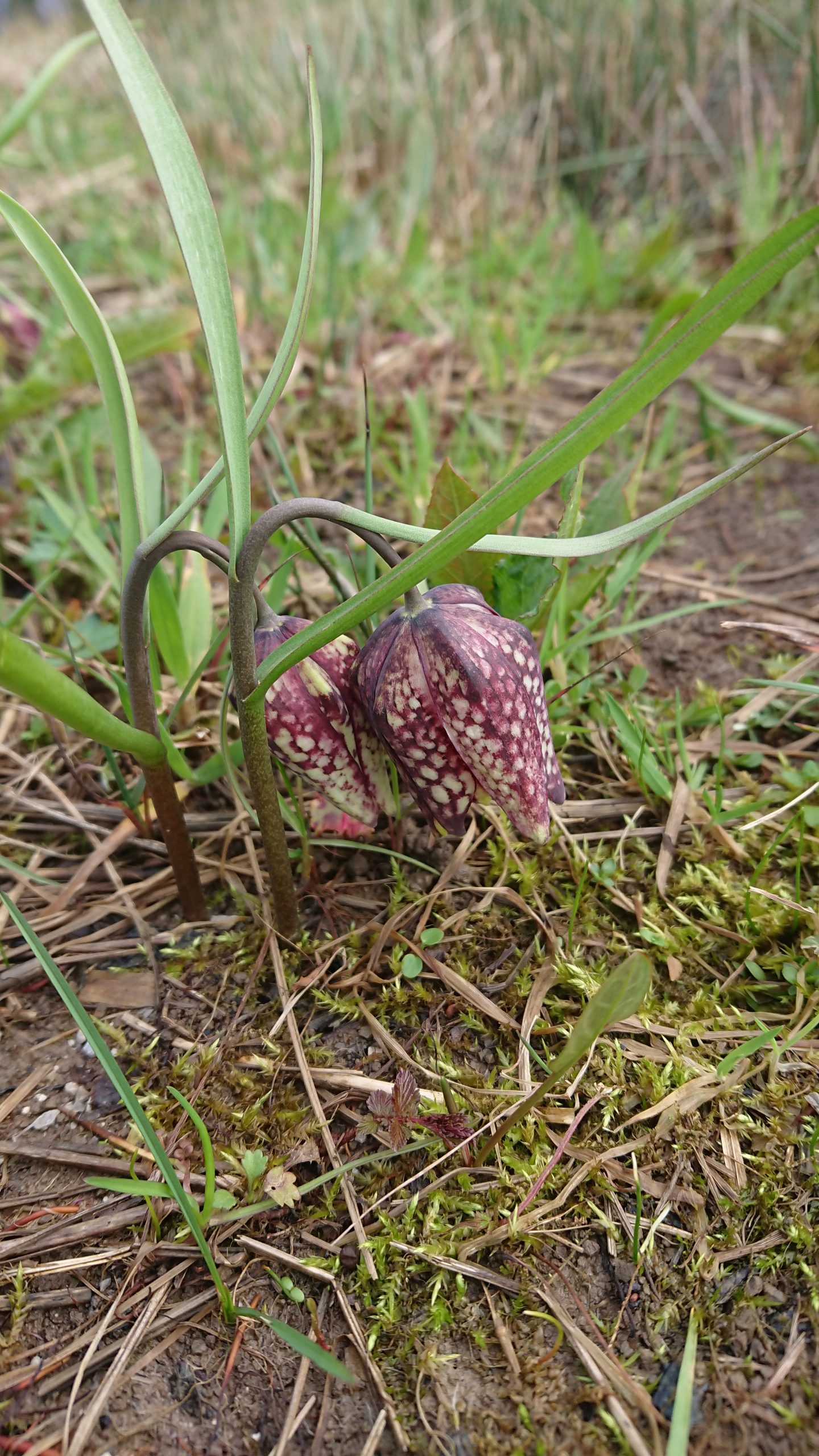 Povezovanje ljudi in planeta