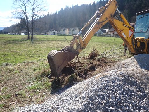 V sodelovanju z uporabnikom zemljišča smo rastlino v celoti odstranili. Foto: Petra Hladnik