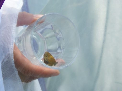 Vsaka od ujetih samic je jajčeca odložila v svoj insektarij. Foto: Marinka Kržič