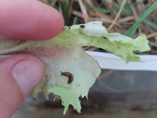 Goli polž v insektariju na solati. Foto Marinka Kržič