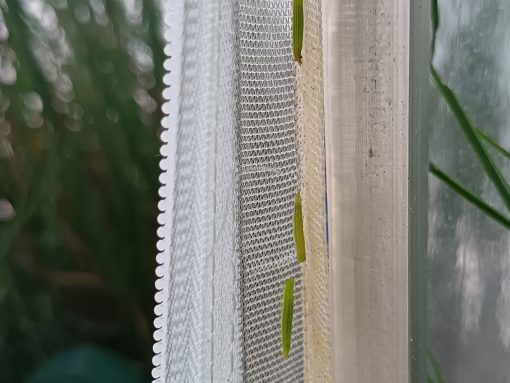 Gosenice barjanskega okarčka pod mrežo. Foto Marinka Kržič