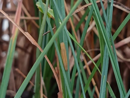 Jesenska gosenica barjanskega okarčka. Foto Marinka Kržič