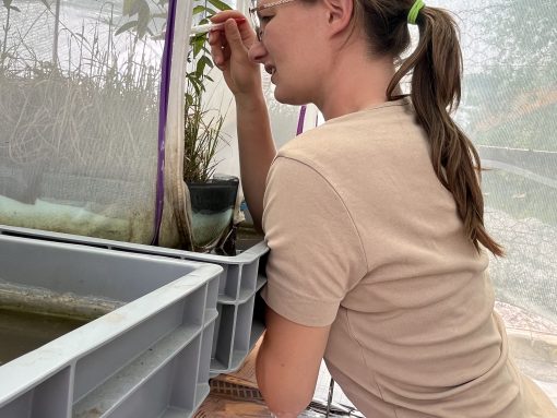 Pregled insektarija. Foto Jasna Tarman