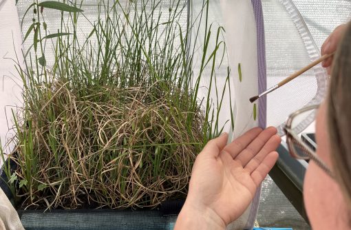 Za prenos nežnih gosenic uporabljamo čopič. Foto Jasna Tarman