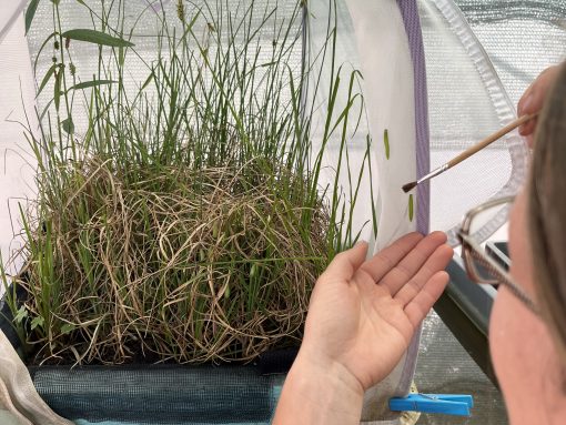 Za prenos nežnih gosenic uporabljamo čopič. Foto Jasna Tarman