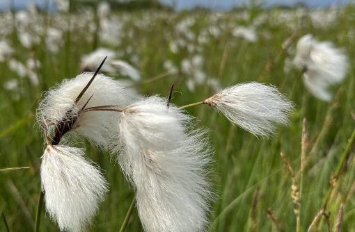 Munec. Foto Barbara Vidmar