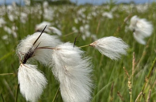 Munec. Foto Barbara Vidmar