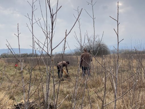 Krhlika tvori goste sestoje in popolnoma zasenčni travniško vegetacijo. Foto Daria Erić