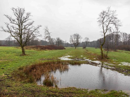 Mlaka in travniki so eden od ukrepov, izvedenih v projektu PoLJUBA. Foto Anna Kranz, Lea Gmbh
