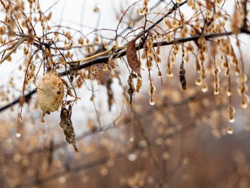 Invazivna oljna bučka. Foto Anna Kranz, Lea Gmbh