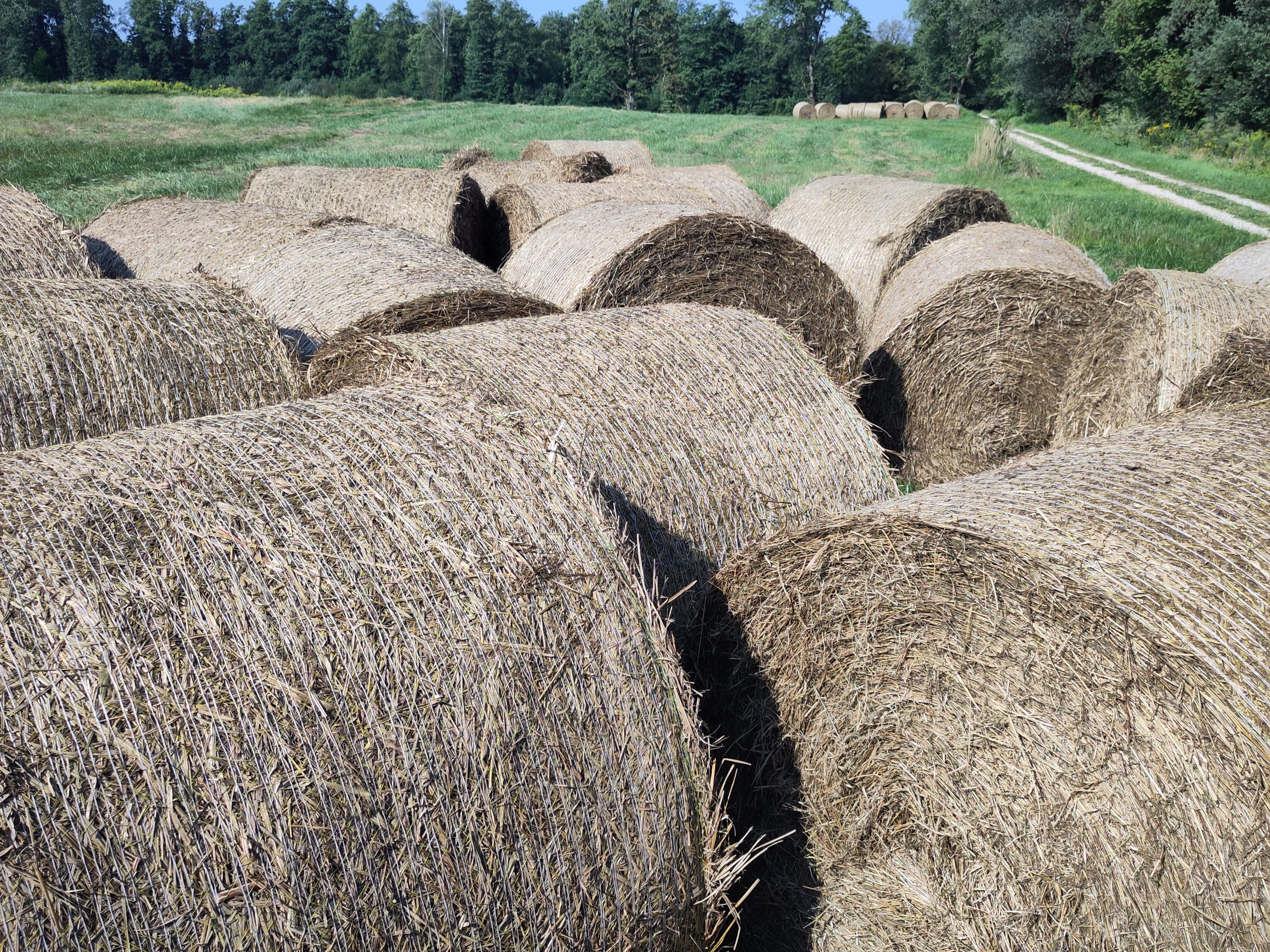 Iskanje trajnostnih možnosti za uporabo biomase, ki nastaja kot rezultat pozne košnje