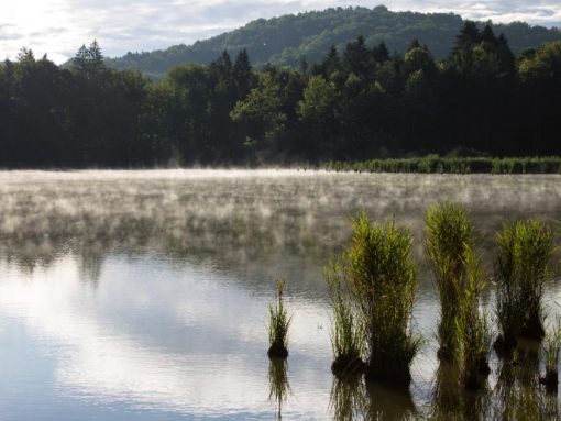 Naravni rezervat Ribniki v dolini Drage. Foto Dejan Veranič