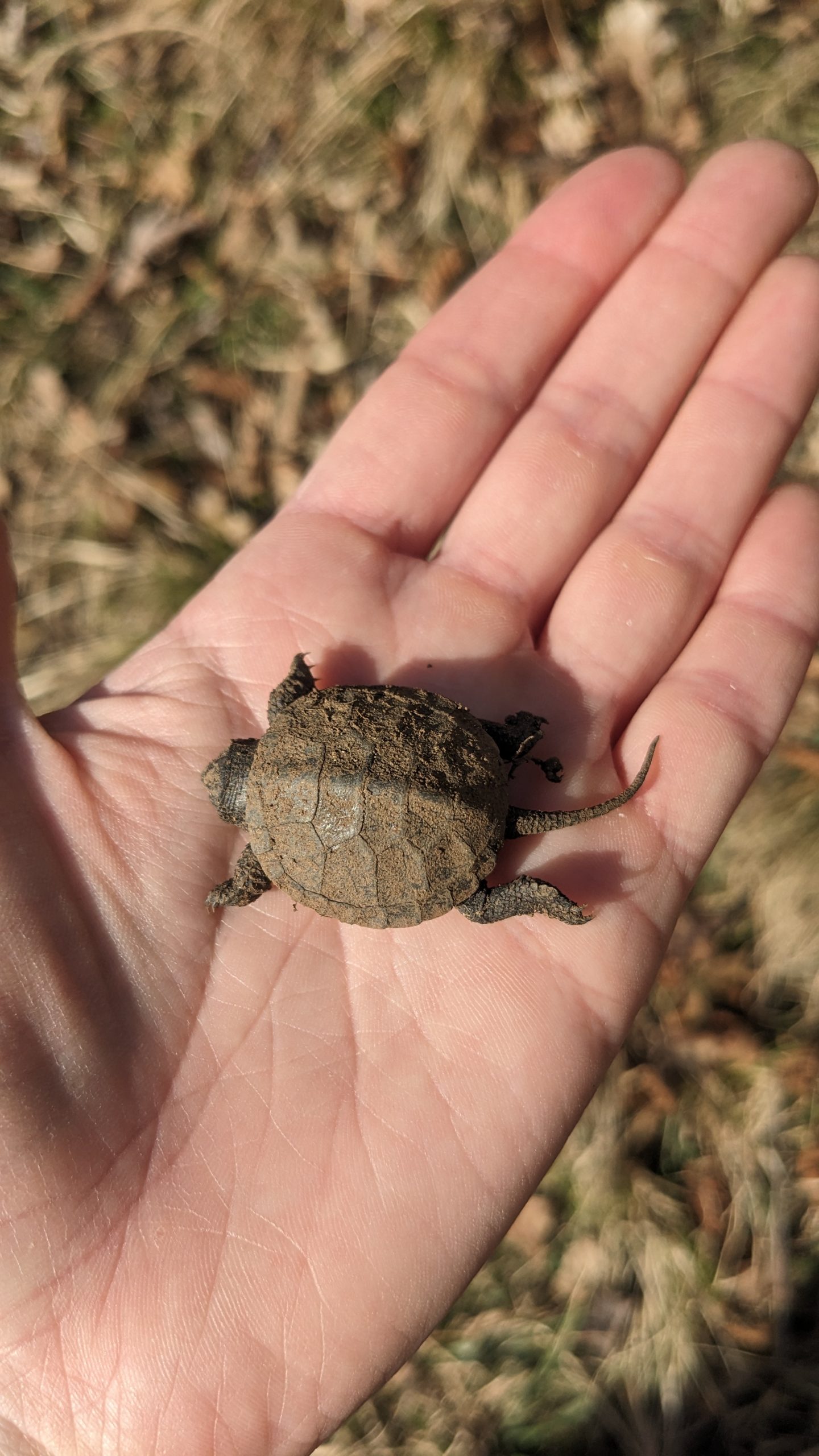 Nova generacija močvirskih sklednic že zapušča zaščitena gnezda